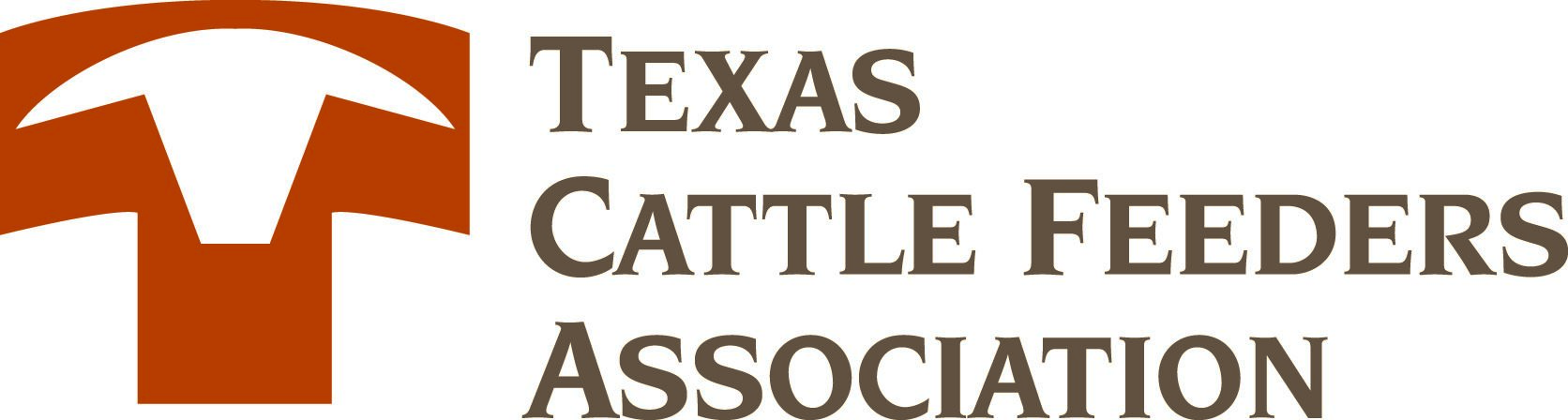 Texas cattle